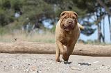 SHAR-PEI 246